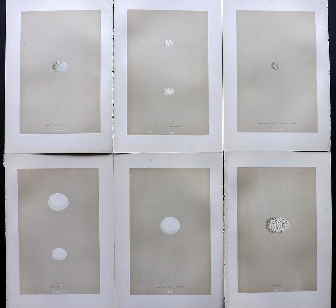 Morris, Francis 1896 Lot of 6 Antique Bird Egg Prints: Woodblocks Published 1896 by John C. Nimmo, London for "A Natural History of the Nests and Eggs of British Birds" By the Rev. Francis Orpen Morris, printed Benjamin Fawcett. Printed in colours and fin