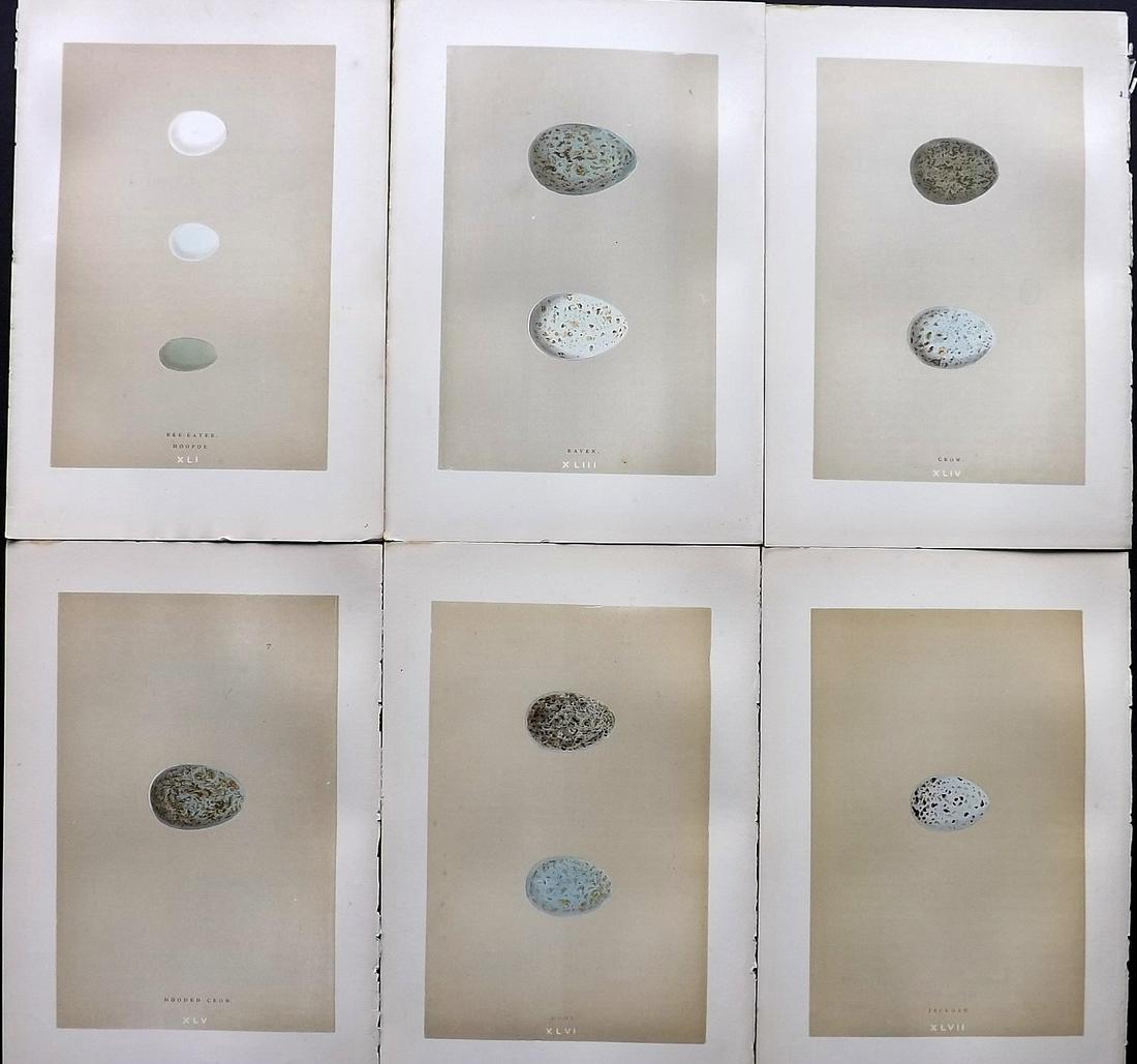 Morris, Francis 1896 Lot of 6 Antique Bird Egg Prints (1 of 2)