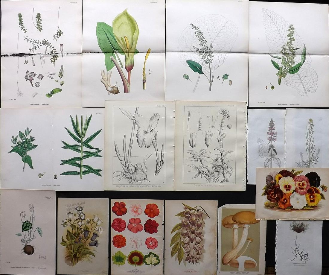 Botanical Prints 19th Cent. Mixed Lot of 16 Prints (1 of 2)
