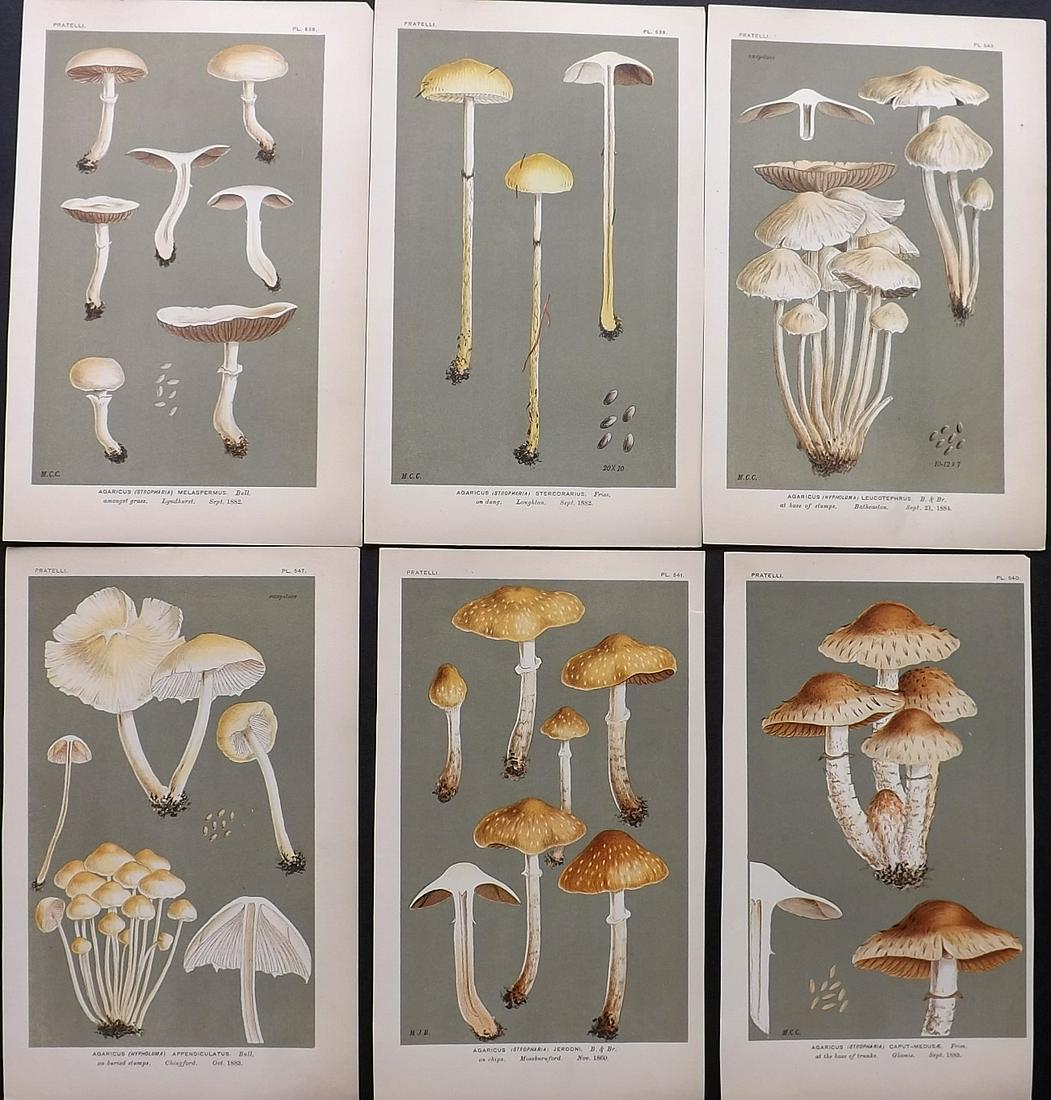 Cooke, Mordecai 1880's Lot of 6 Mushroom Prints (1 of 2)