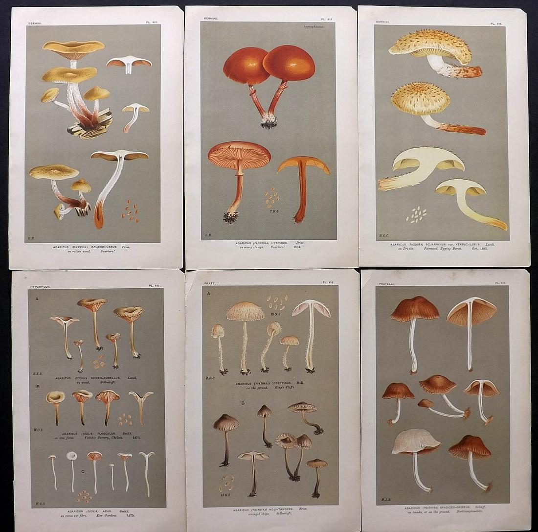 Cooke, Mordecai 1880's Lot of 6 Mushroom Prints (1 of 2)