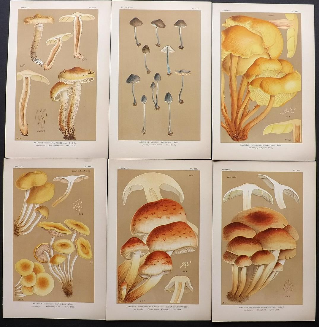 Cooke, Mordecai 1880's Lot of 6 Mushroom Prints (1 of 2)
