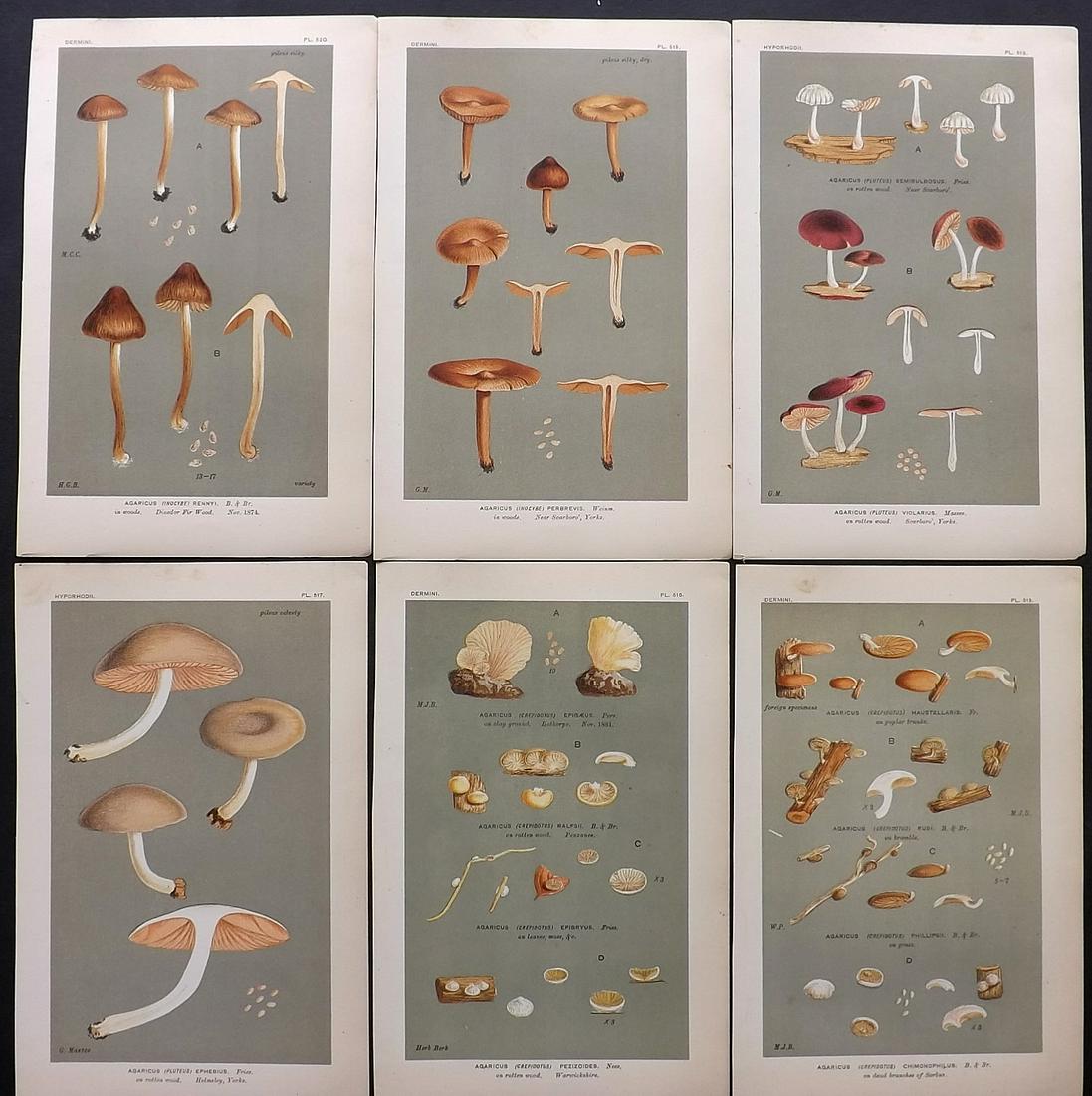 Cooke, Mordecai 1880's Lot of 6 Mushroom Prints (1 of 2)