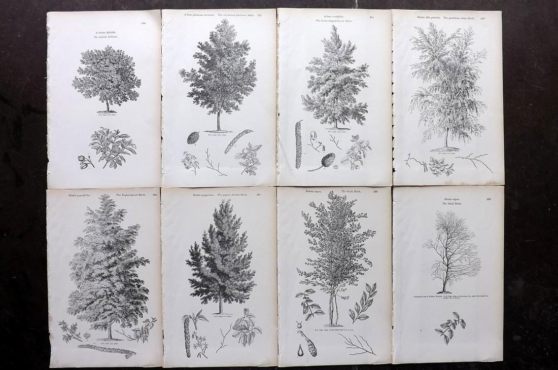 Loudon, John 1844 Lot of 8 Antique Tree Prints: Woodblocks Published 1844, London for "Arboretum et Fruticetum Britannicum; or, The Trees and Shrubs of Britain" by John Claudius Loudon. Good Paper, reverse side blank. Paper Size: 8.5 x 5.5 inch (22