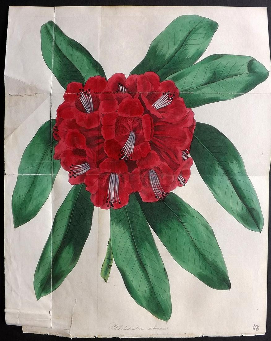 Paxton, Joseph 1834 HC Double Botanical. Rhododendron (1 of 2)