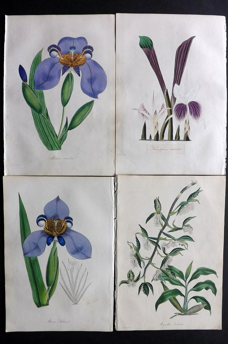 Paxton, Joseph 1835 Lot 4 HC Botanical Prints. Orchids (1 of 2)