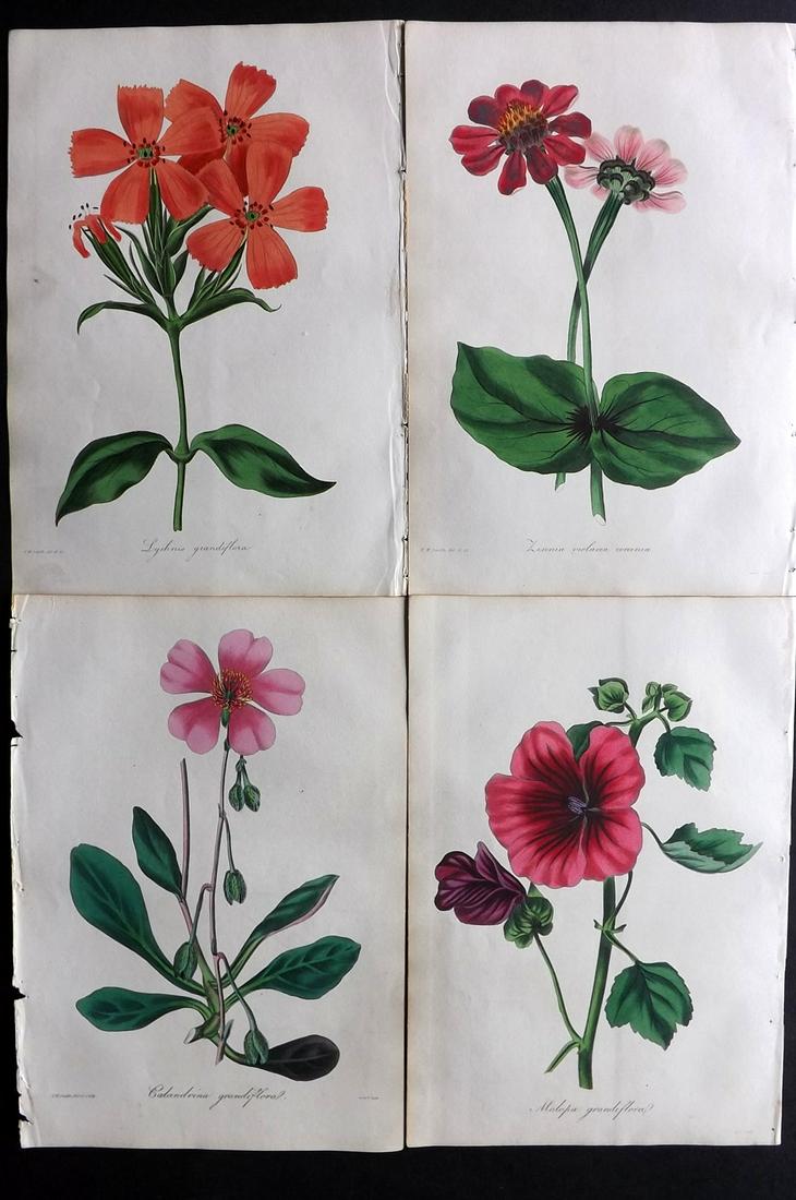 Paxton, Joseph 1835 Lot of 4 HCol Botanical Prints (1 of 2)
