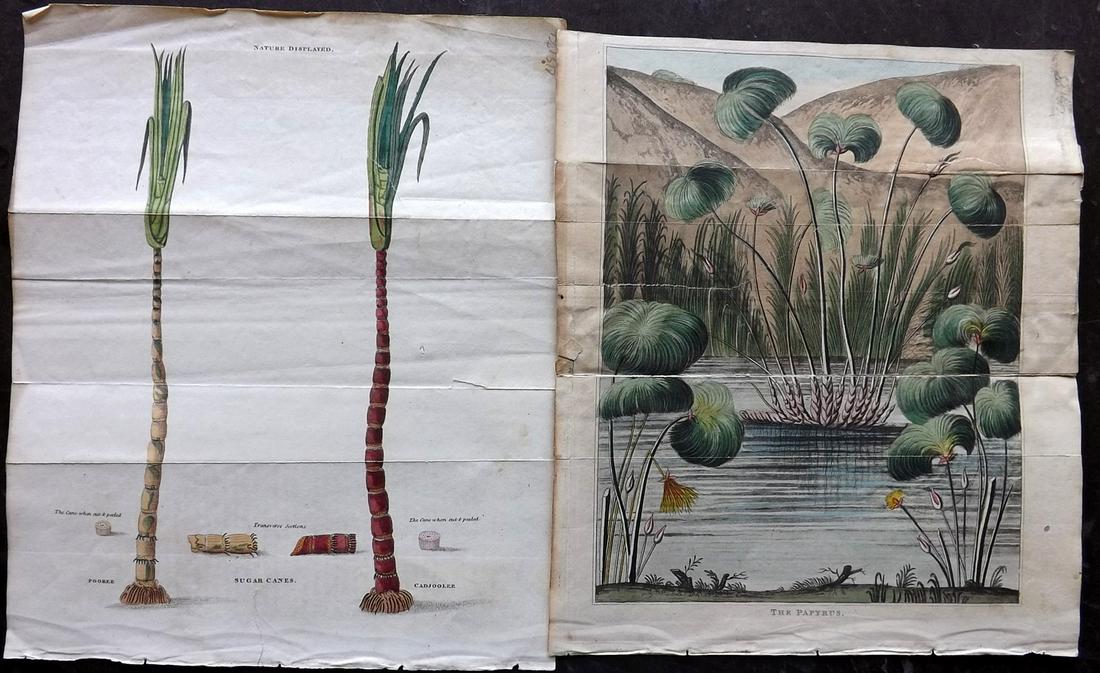 Shaw, Simeon 1823 Pair of Hand Col Botanical Prints (1 of 2)