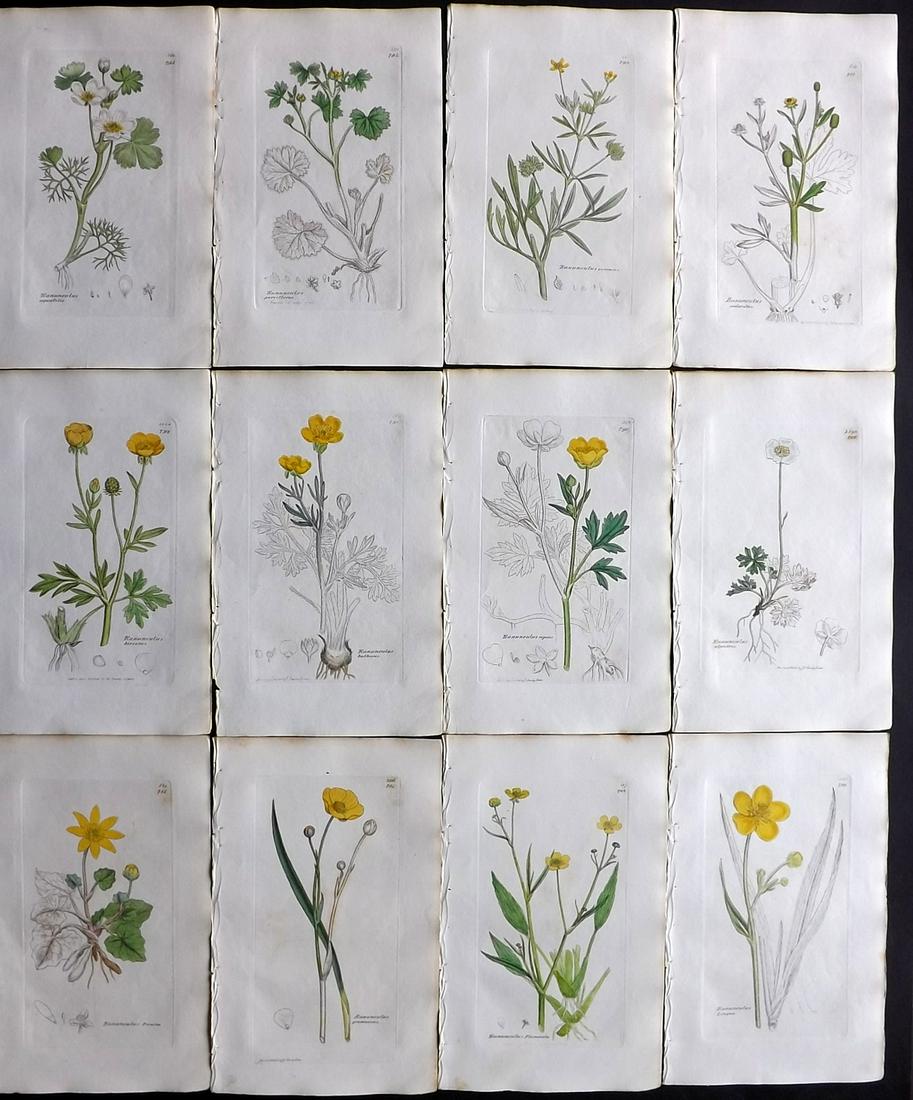 Sowerby, James 1838 Lot of 12 Part HCol Botanical: Partial Hand Coloured Etchings only (as issued) Published London, 1832-46 for "English Botany; or, Coloured Figures of British Plants…" Second Edition by James Sowerby and Edward Smith. Paper Size: 
