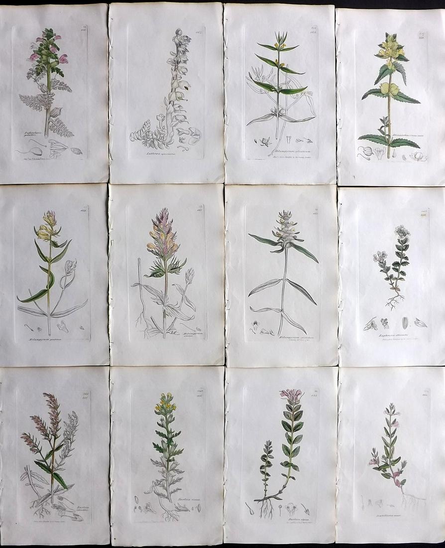 Sowerby, James 1838 Lot of 12 Part HCol Botanical: Partial Hand Coloured Etchings only (as issued) Published London, 1832-46 for "English Botany; or, Coloured Figures of British Plants…" Second Edition by James Sowerby and Edward Smith. Paper Size: 