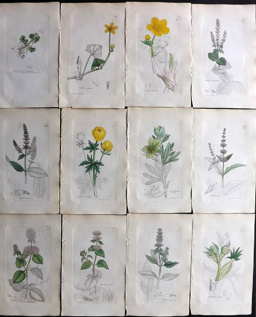Sowerby, James 1838 Lot of 12 Part HCol Botanical (1 of 2)