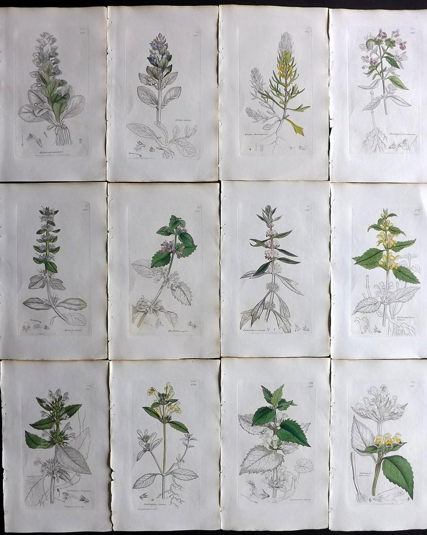 Sowerby, James 1838 Lot of 12 Part HCol Botanical: Partial Hand Coloured Etchings only (as issued) Published London, 1832-46 for "English Botany; or, Coloured Figures of British Plants…" Second Edition by James Sowerby and Edward Smith. Paper Size: 