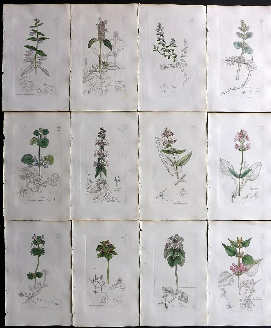 Sowerby, James 1838 Lot of 12 Part HCol Botanical: Partial Hand Coloured Etchings only (as issued) Published London, 1832-46 for "English Botany; or, Coloured Figures of British Plants…" Second Edition by James Sowerby and Edward Smith. Paper Size: 