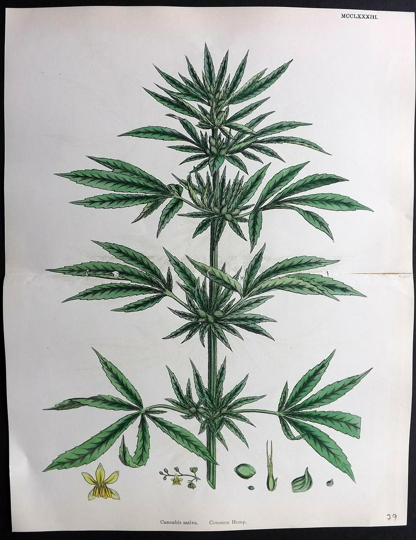 Sowerby, James 1869 Hand Col Print. Cannabis Sativa (1 of 2)