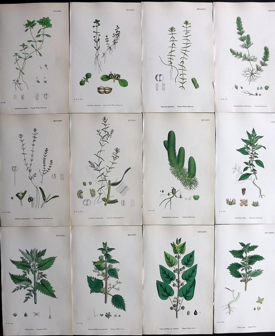 Sowerby, James 1869 Lot of 12 HCol Botanical Prints (1 of 2)
