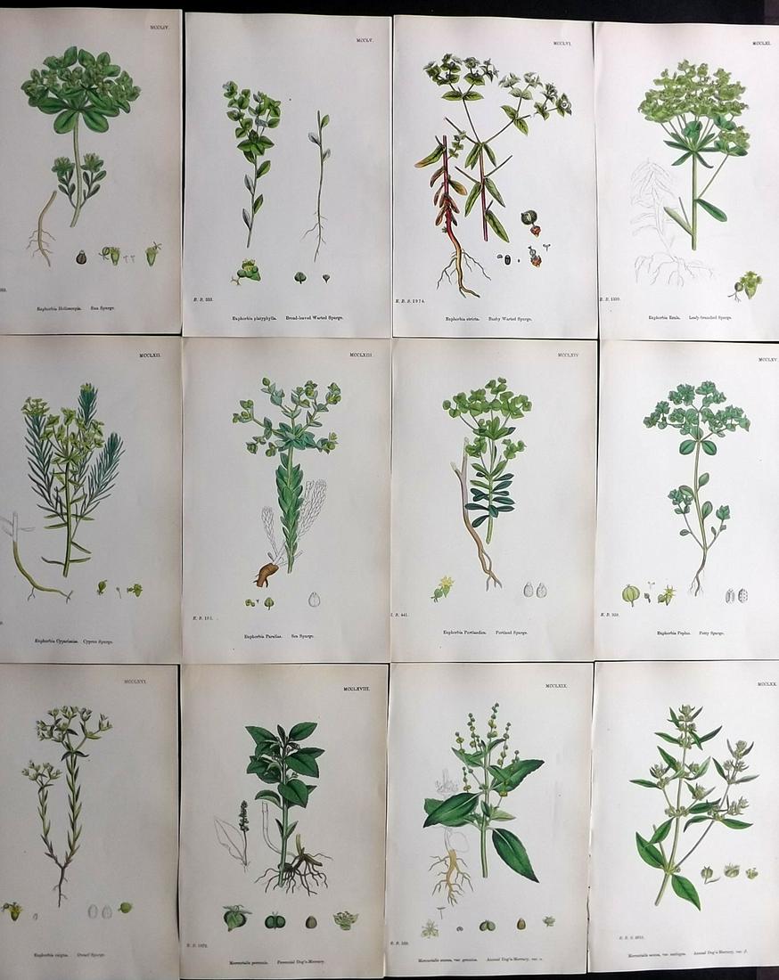 Sowerby, James 1869 Lot of 12 HCol Botanical Prints (1 of 2)