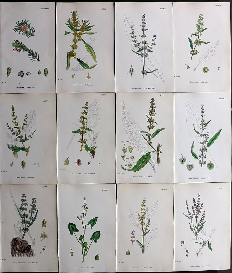 Sowerby, James 1869 Lot of 12 HCol Botanical Prints (1 of 2)