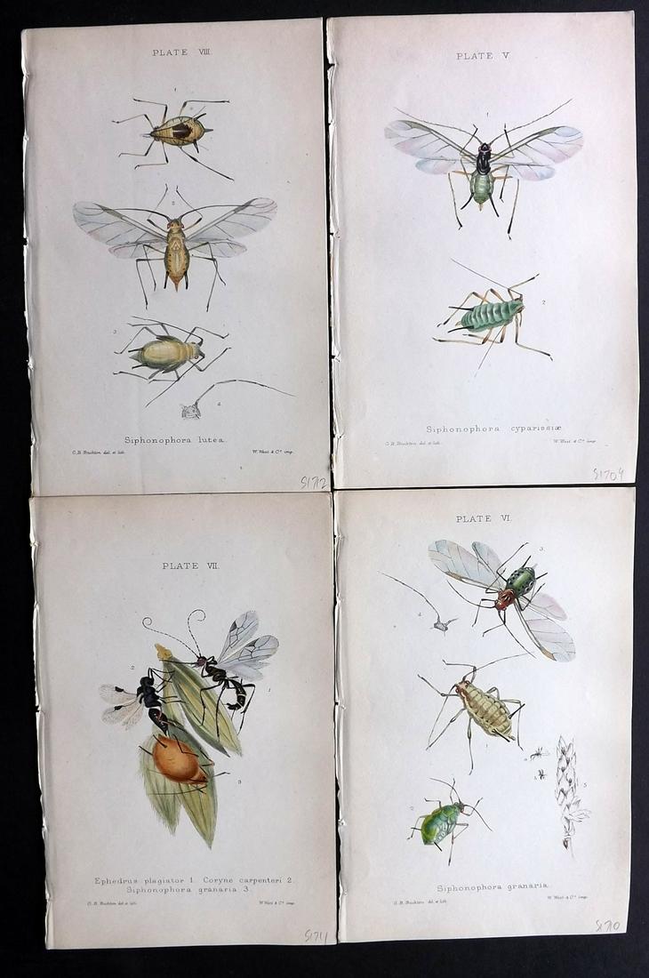 Buckton, George 1883 Lot of 4 Hand Col Insect Prints (1 of 2)