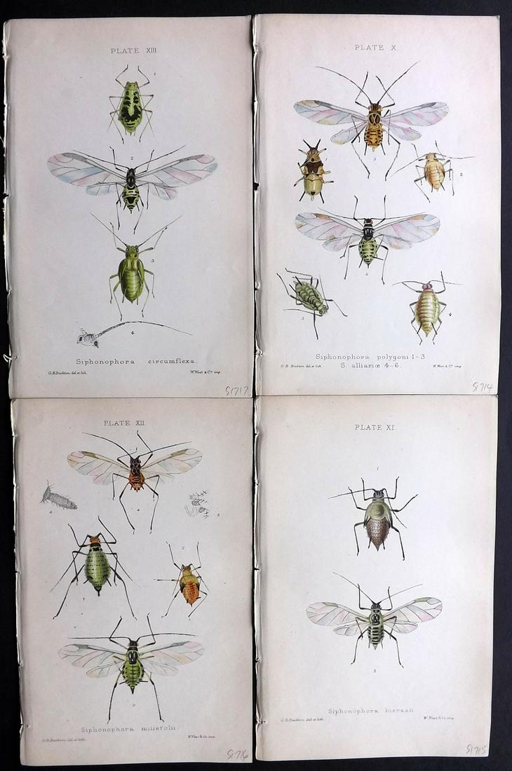 Buckton, George 1883 Lot of 4 Hand Col Insect Prints (1 of 2)