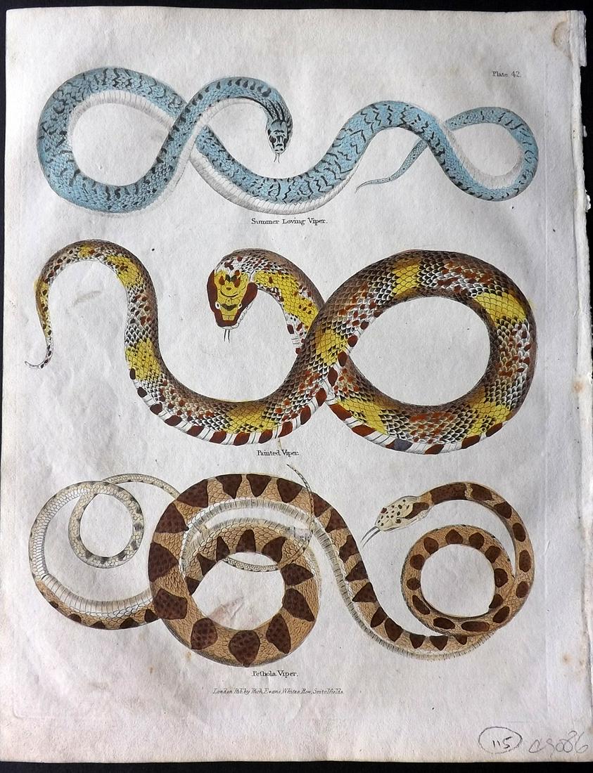 Buffon & Smellie C1821 Hand Color Print. Snakes: Hand Colored Copper Plate Published C1821 by Thomas Kelly, London for "A Natural History, General and Particular..." by The Comte de Buffon and William Smellie. Paper Size: 10 x 8 inch (26 x 21cm) Min