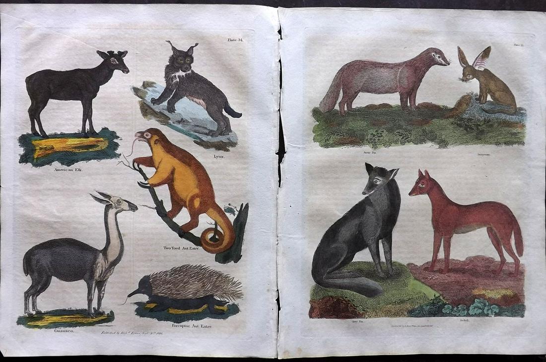 Buffon & Smellie C1821 Pair of HCol Prints. Fox, Lynx: Also Ant Eater, Jackal, American Elk, etc. Hand Colored Copper Plate Published C1821 by Thomas Kelly, London for "A Natural History, General and Particular..." by The Comte de Buffon and William Smell