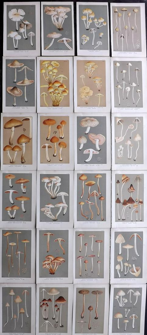 Cooke, Mordecai 1880's Lot of 24 Mushroom Prints (1 of 7)