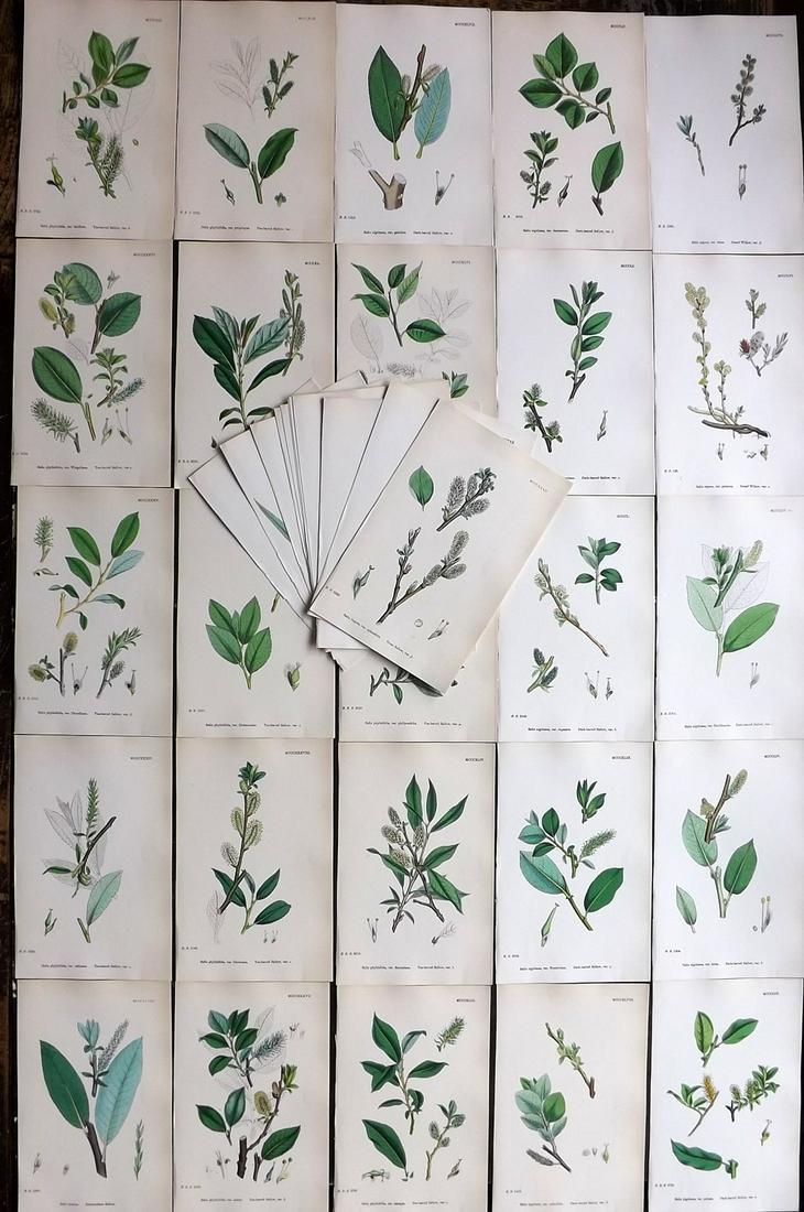 Sowerby, James 1869 Lot of 40 HCol Botanical Prints (1 of 9)