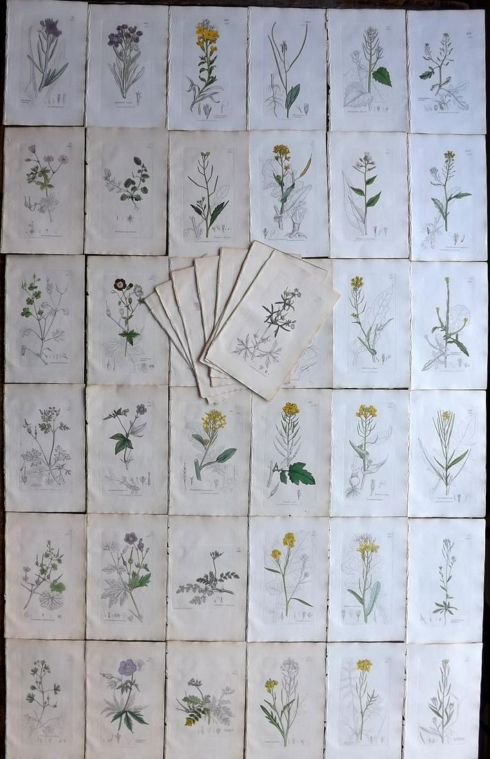 Sowerby, James 1838 Lot of 44 Part HCol Botanical Print (1 of 9)