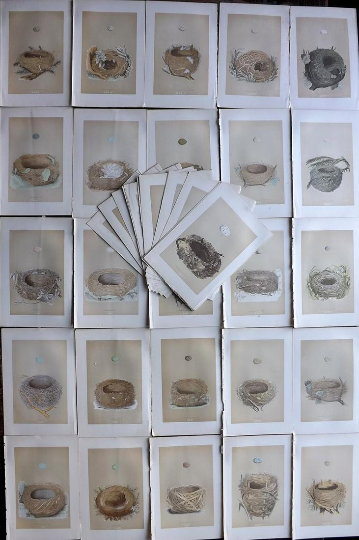 Morris, Francis 1896 Lot of 38 Antique Bird Nest Prints: Woodblocks Published 1896 by John C. Nimmo, London for "A Natural History of the Nests and Eggs of British Birds" By the Rev. Francis Orpen Morris, printed Benjamin Fawcett. Printed in colours and fin