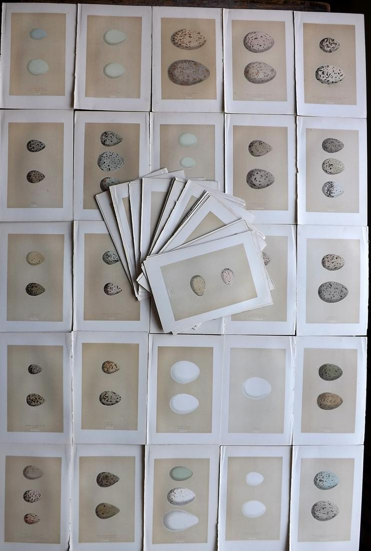 Morris, Francis 1896 Lot of 60 Bird Prints. Large Eggs: Woodblocks Published 1896 by John C. Nimmo, London for "A Natural History of the Nests and Eggs of British Birds" By the Rev. Francis Orpen Morris, printed Benjamin Fawcett. Printed in colours and fin