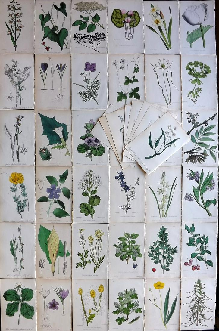 Hogg & Johnson C1870 Lot of 50 HCol Botanical Prints (1 of 11)