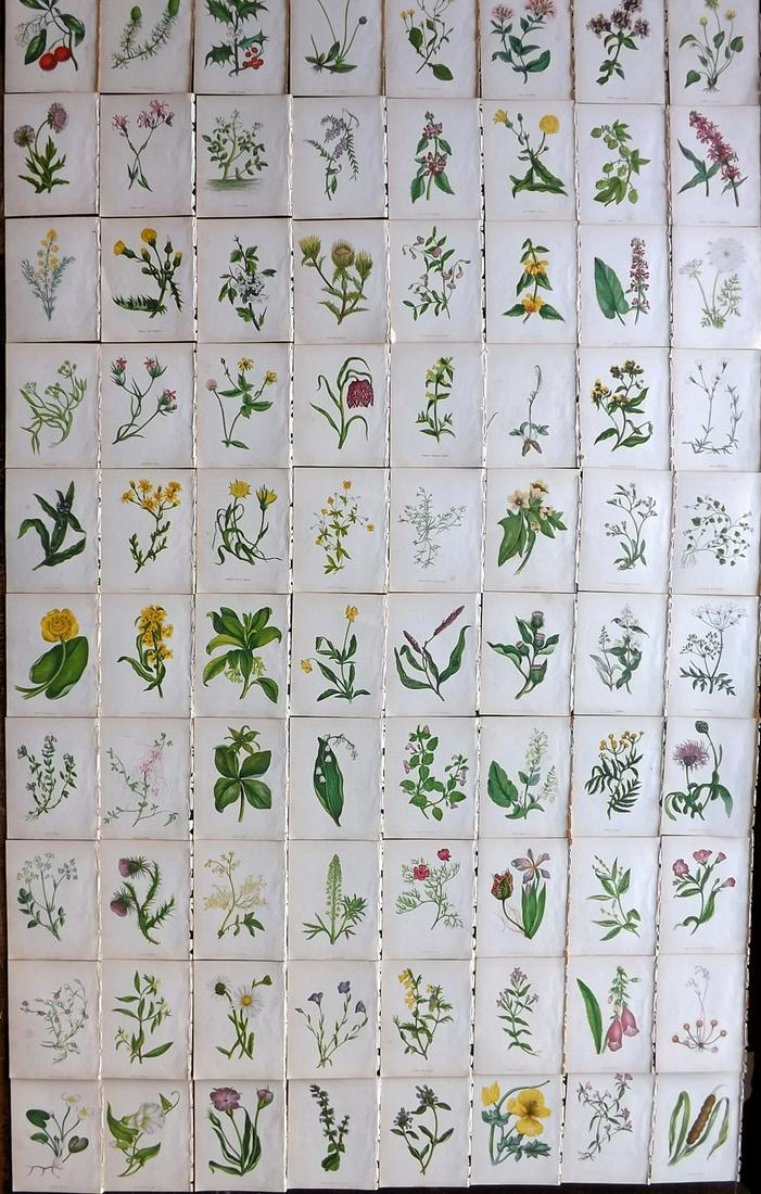 Pratt, Anne C1870 Lot of 80 Antique Botanical Prints (1 of 11)