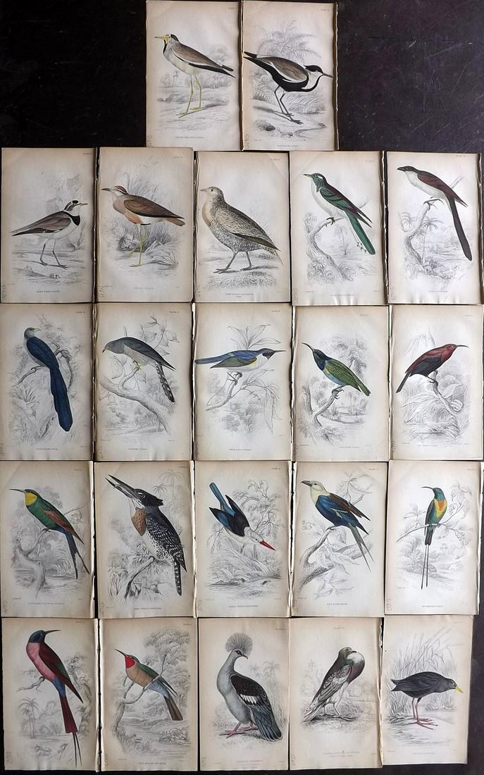 Jardine, William 1885 Lot of 22 HCol Prints. Birds (1 of 8)