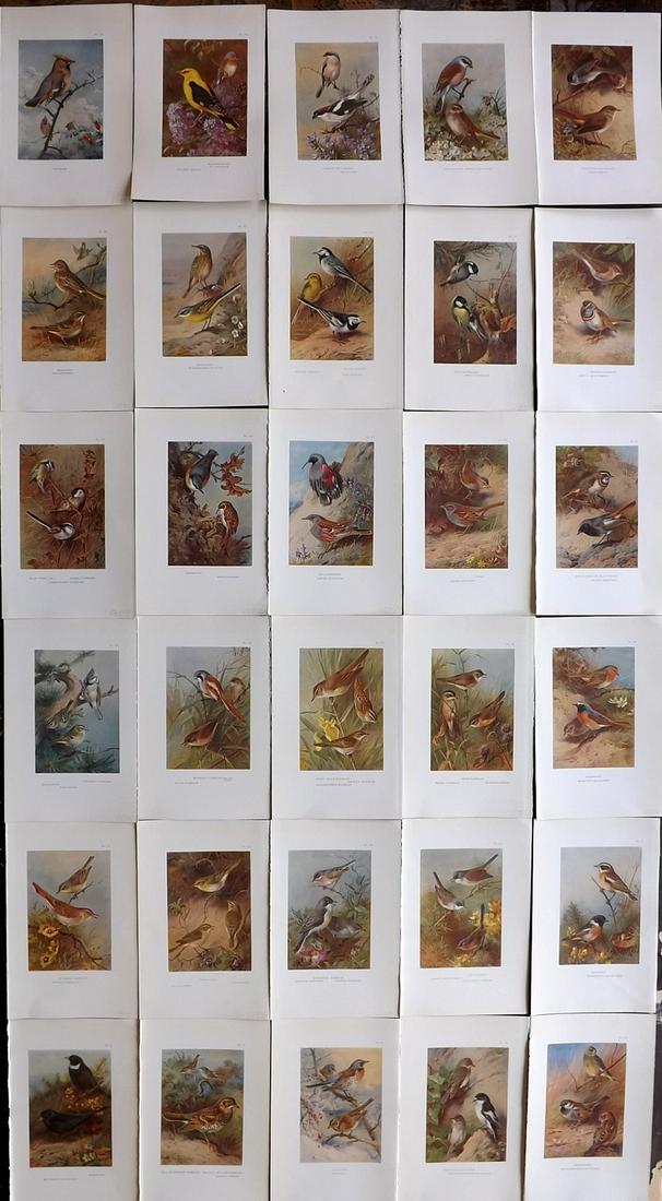 Thorburn, Archibald 1926 Lot of 30 Vintage Bird Prints (1 of 10)