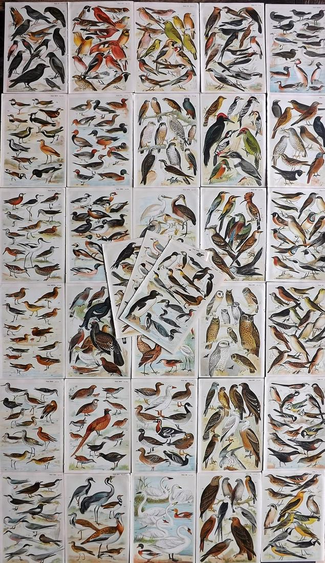 Gordon, W. J. C1900 Lot of 33 Bird Prints (1 of 10)