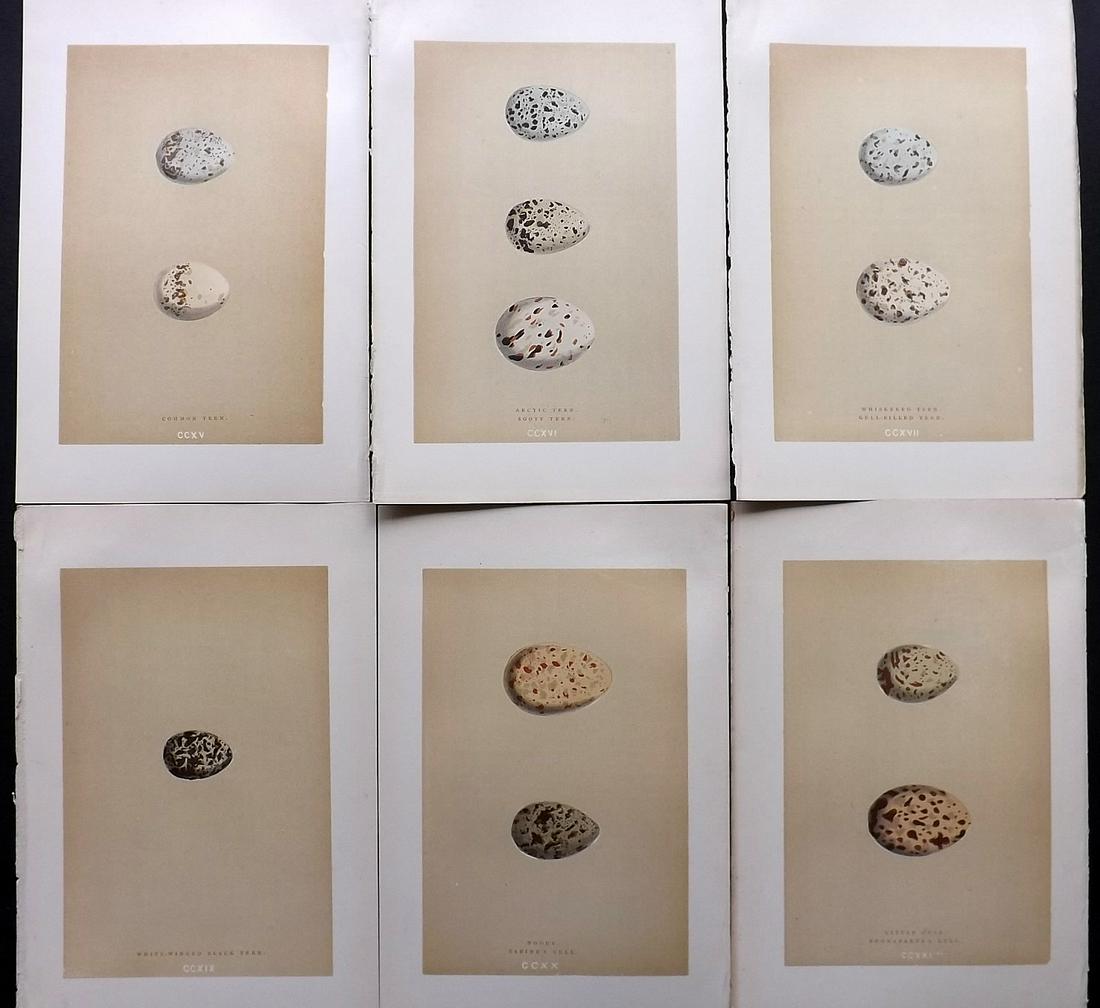 Morris, Francis 1896 Lot of 6 Antique Bird Egg Prints: Woodblocks Published 1896 by John C. Nimmo, London for "A Natural History of the Nests and Eggs of British Birds" By the Rev. Francis Orpen Morris, printed Benjamin Fawcett. Printed in colours and fin