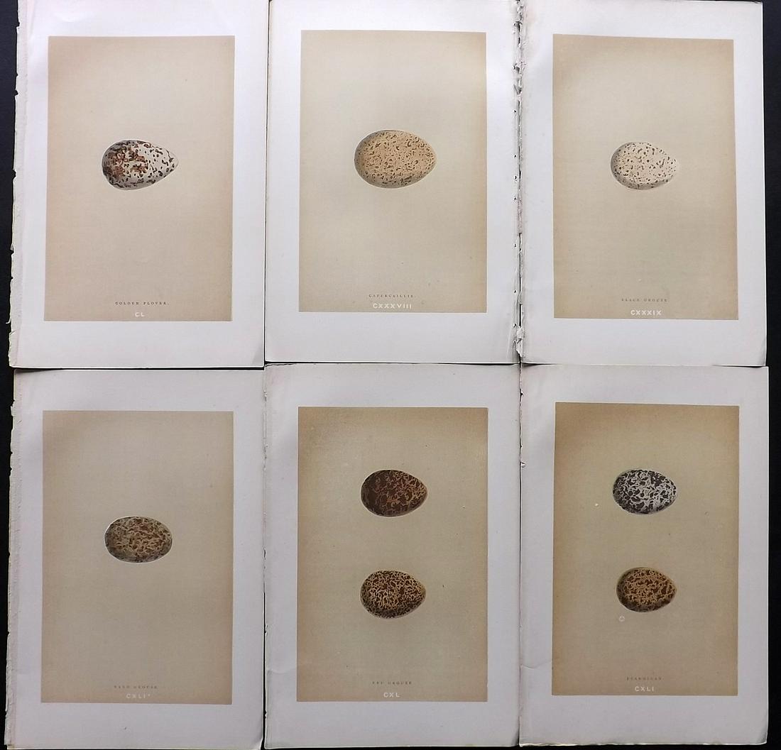 Morris, Francis 1896 Lot of 6 Antique Bird Egg Prints: Woodblocks Published 1896 by John C. Nimmo, London for "A Natural History of the Nests and Eggs of British Birds" By the Rev. Francis Orpen Morris, printed Benjamin Fawcett. Printed in colours and fin