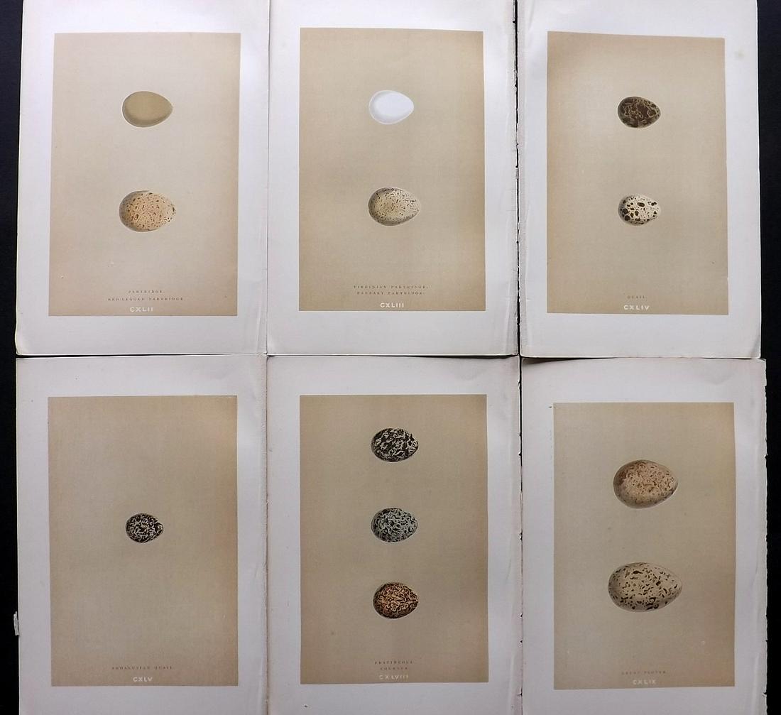 Morris, Francis 1896 Lot of 6 Antique Bird Egg Prints: Woodblocks Published 1896 by John C. Nimmo, London for "A Natural History of the Nests and Eggs of British Birds" By the Rev. Francis Orpen Morris, printed Benjamin Fawcett. Printed in colours and fin