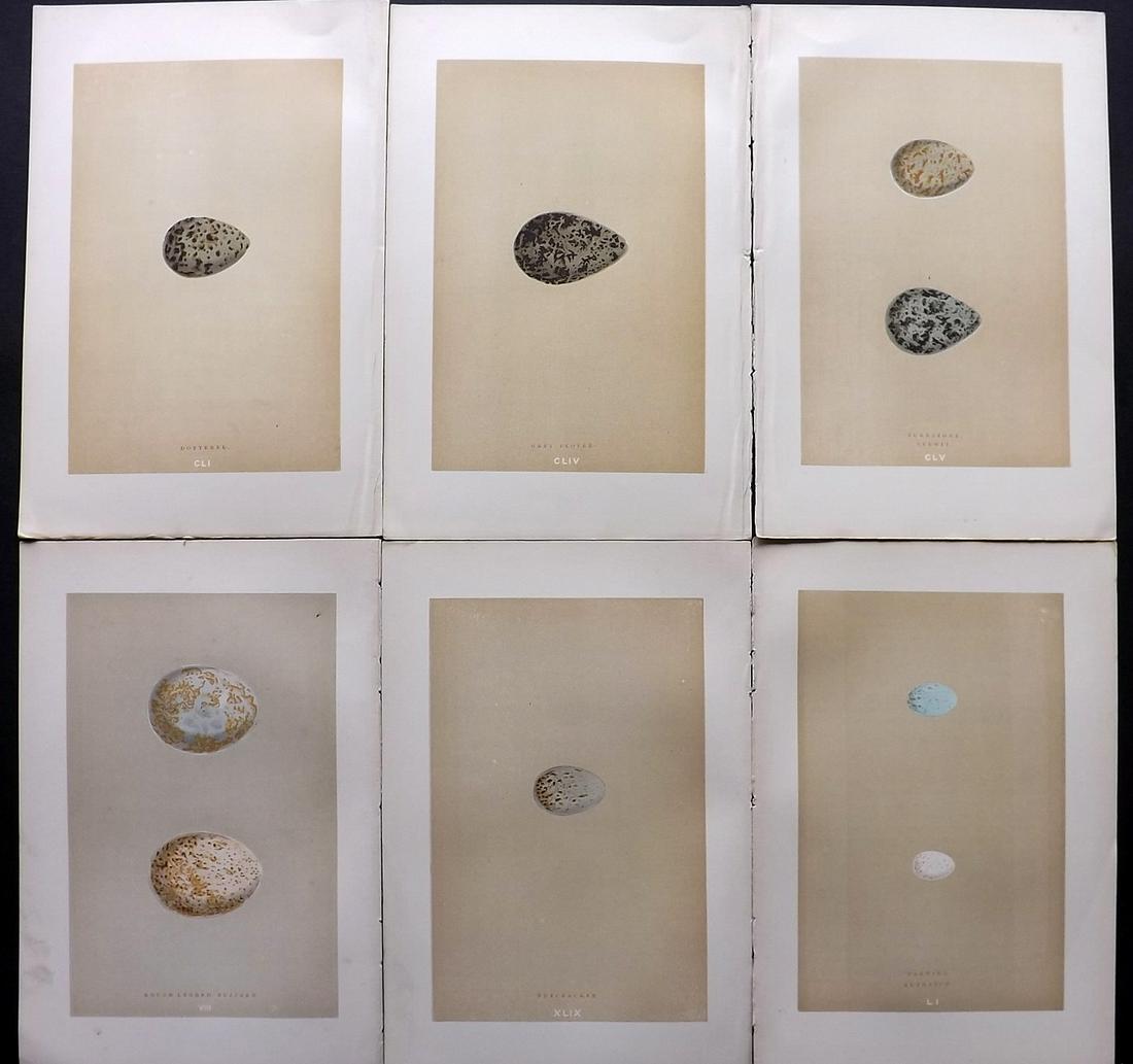 Morris, Francis 1896 Lot of 6 Antique Bird Egg Prints: Woodblocks Published 1896 by John C. Nimmo, London for "A Natural History of the Nests and Eggs of British Birds" By the Rev. Francis Orpen Morris, printed Benjamin Fawcett. Printed in colours and fin