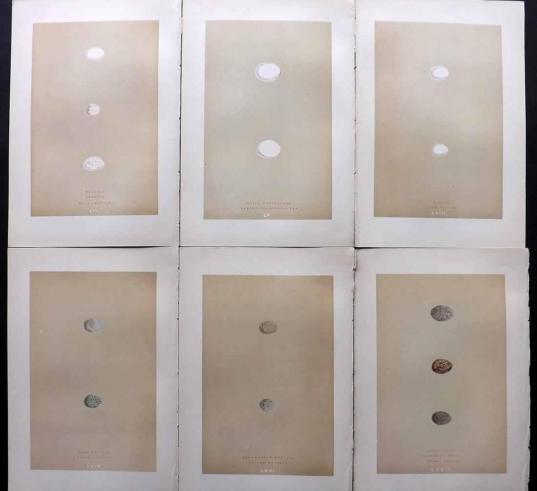 Morris, Francis 1896 Lot of 6 Antique Bird Egg Prints: Woodblocks Published 1896 by John C. Nimmo, London for "A Natural History of the Nests and Eggs of British Birds" By the Rev. Francis Orpen Morris, printed Benjamin Fawcett. Printed in colours and fin