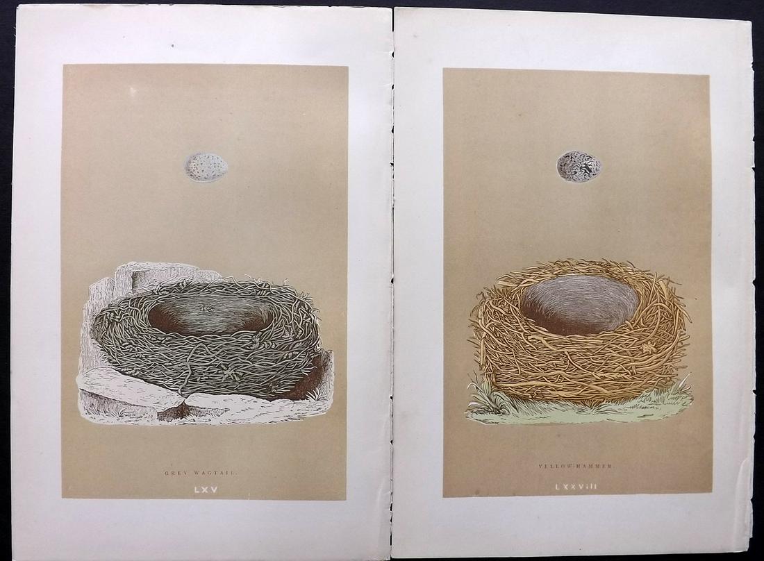 Morris, Francis 1896 Pair of Bird Nest Prints: Woodblocks Published 1896 by John C. Nimmo, London for "A Natural History of the Nests and Eggs of British Birds" By the Rev. Francis Orpen Morris, printed Benjamin Fawcett. Printed in colours and fin
