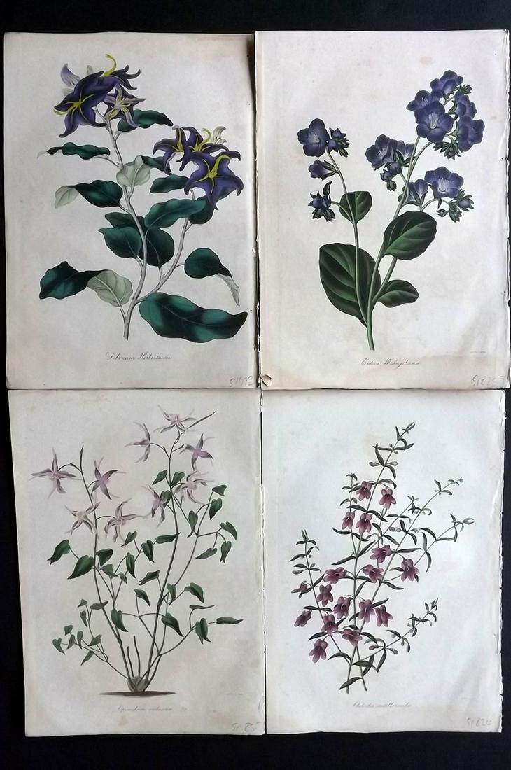 Paxton, Joseph 1830's Lot of 4 HCol Botanical Prints: Hand Colored Etchings Published 1834-49, London for "Paxton's Magazine of Botany" by Joseph Paxton. With accompanying descriptive text. Paper Size: 9 x 6 inch (23 x 15cm) Some background toning, other