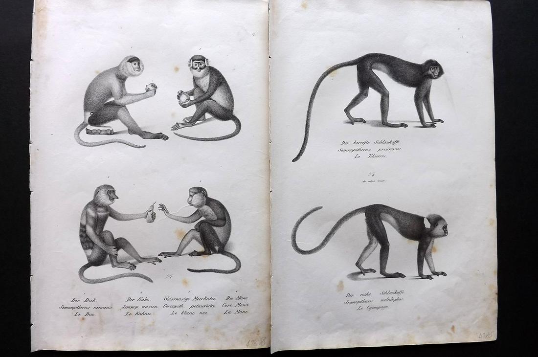 Schinz & Brodtmann 1827 Pair of Prints. Monkeys: Folio Lithographs Published Zurich 1827 for "Naturhistorische Abbildungen der Saeugethiere" by Heinrich Rudolph Schinz. Lithographed by Karl Joseph Brodtmann. Paper Size: 13 x 9.5 inch (33 x 24cm) Som