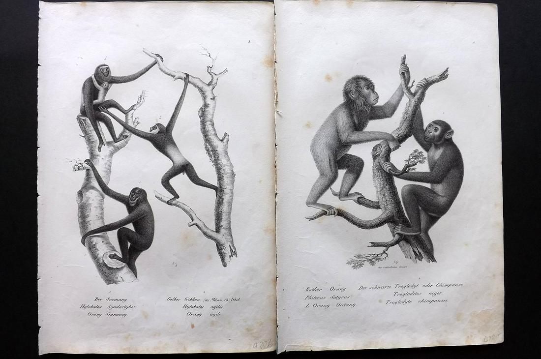 Schinz & Brodtmann 1827 Pair of Prints. Monkeys: Folio Lithographs Published Zurich 1827 for "Naturhistorische Abbildungen der Saeugethiere" by Heinrich Rudolph Schinz. Lithographed by Karl Joseph Brodtmann. Paper Size: 13 x 9.5 inch (33 x 24cm) Som