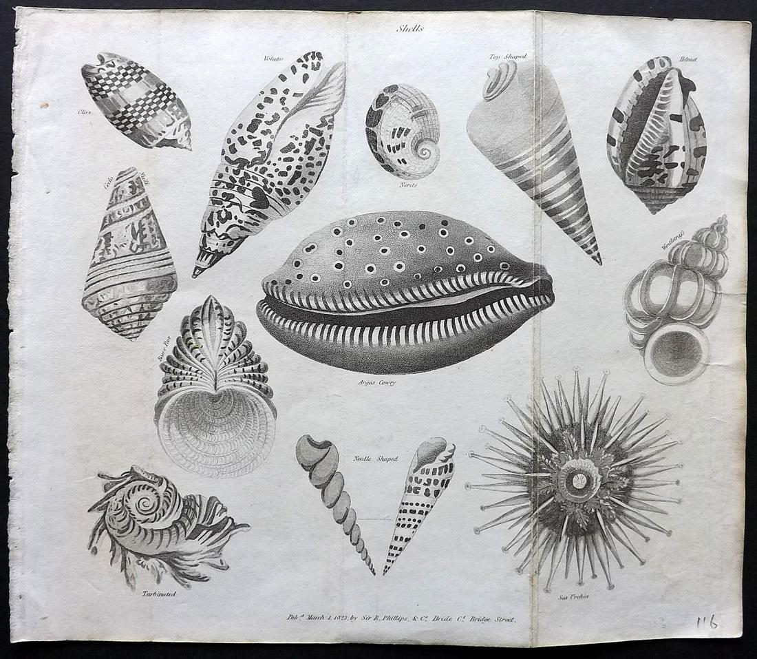 Shaw, Simeon 1823 Antique Shell Print: Aquatint Published 1823, London for "Nature Displayed in the Heavens, and on the Earth" by Simeon Shaw. Folds as issued. Paper Size: 9 x 8 inch (23 x 20cm) Very minor toning. Good Condition