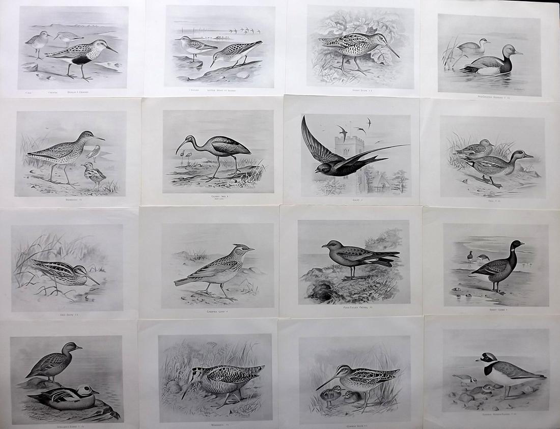 Frohawk, F. W. 1898 Lot of 16 Antique Bird Prints: Lithographs Published in 1896-8 by Brunby & Clarke, London for "British Birds, with their Nests & Eggs" Illustrated by F. W. Frohawk. Paper Size: 12 x 9.5 inch (30 x 24cm) Good Condition