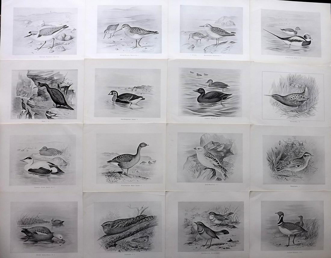 Frohawk, F. W. 1898 Lot of 16 Antique Bird Prints: Lithographs Published in 1896-8 by Brunby & Clarke, London for "British Birds, with their Nests & Eggs" Illustrated by F. W. Frohawk. Paper Size: 12 x 9.5 inch (30 x 24cm) Good Condition
