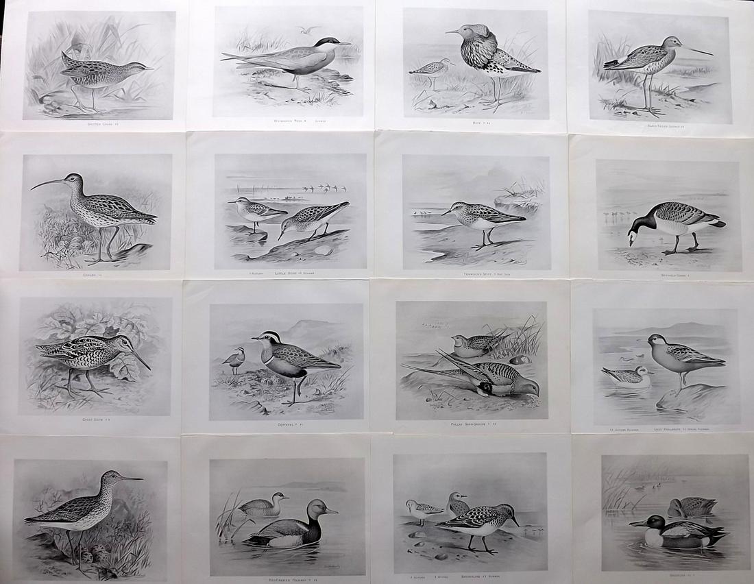 Frohawk, F. W. 1898 Lot of 16 Antique Bird Prints: Lithographs Published in 1896-8 by Brunby & Clarke, London for "British Birds, with their Nests & Eggs" Illustrated by F. W. Frohawk. Paper Size: 12 x 9.5 inch (30 x 24cm) Good Condition