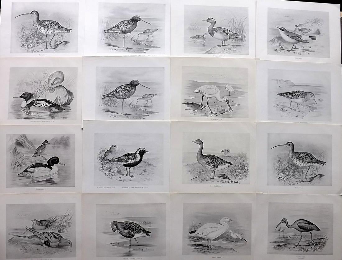 Frohawk, F. W. 1898 Lot of 16 Antique Bird Prints: Lithographs Published in 1896-8 by Brunby & Clarke, London for "British Birds, with their Nests & Eggs" Illustrated by F. W. Frohawk. Paper Size: 12 x 9.5 inch (30 x 24cm) Good Condition