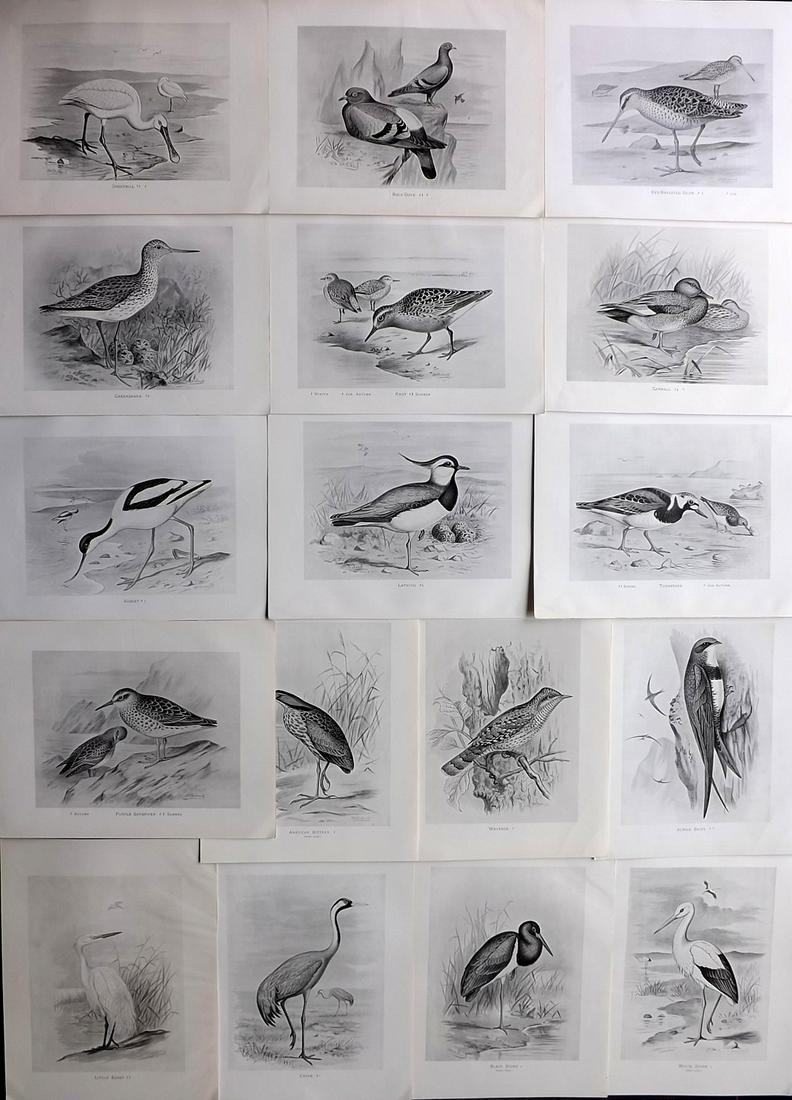Frohawk, F. W. 1898 Lot of 17 Antique Bird Prints: Lithographs Published in 1896-8 by Brunby & Clarke, London for "British Birds, with their Nests & Eggs" Illustrated by F. W. Frohawk. Paper Size: 12 x 9.5 inch (30 x 24cm) Good Condition